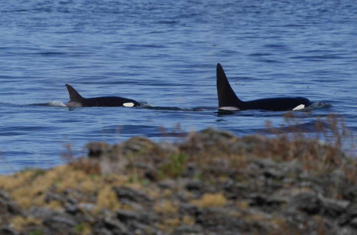 scottdurham's tweet photo. Another close encounter with J-pod just a few dozen yards offshore, including what looks like a wee one https://t.co/x7TkrsElm3