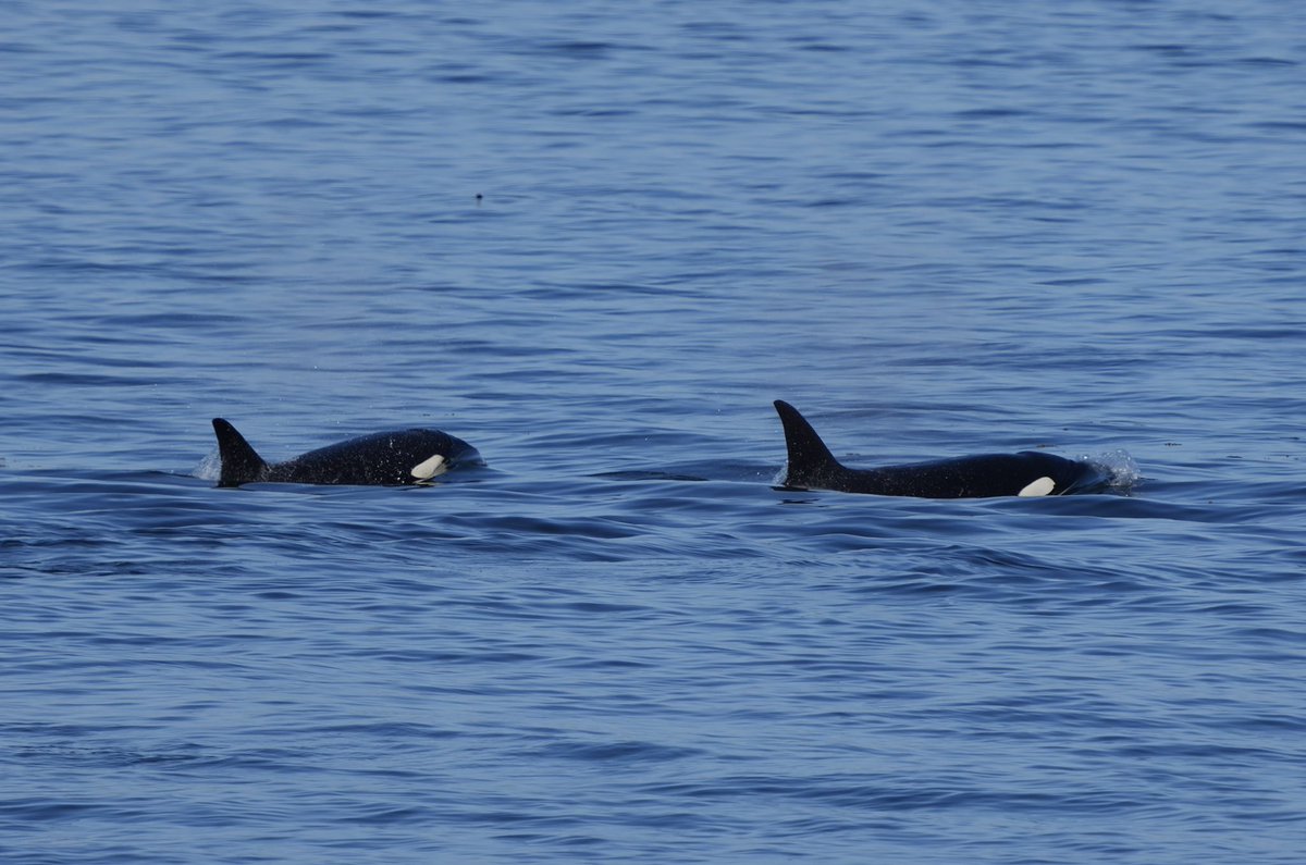 scottdurham's tweet photo. Another close encounter with J-pod just a few dozen yards offshore, including what looks like a wee one https://t.co/x7TkrsElm3
