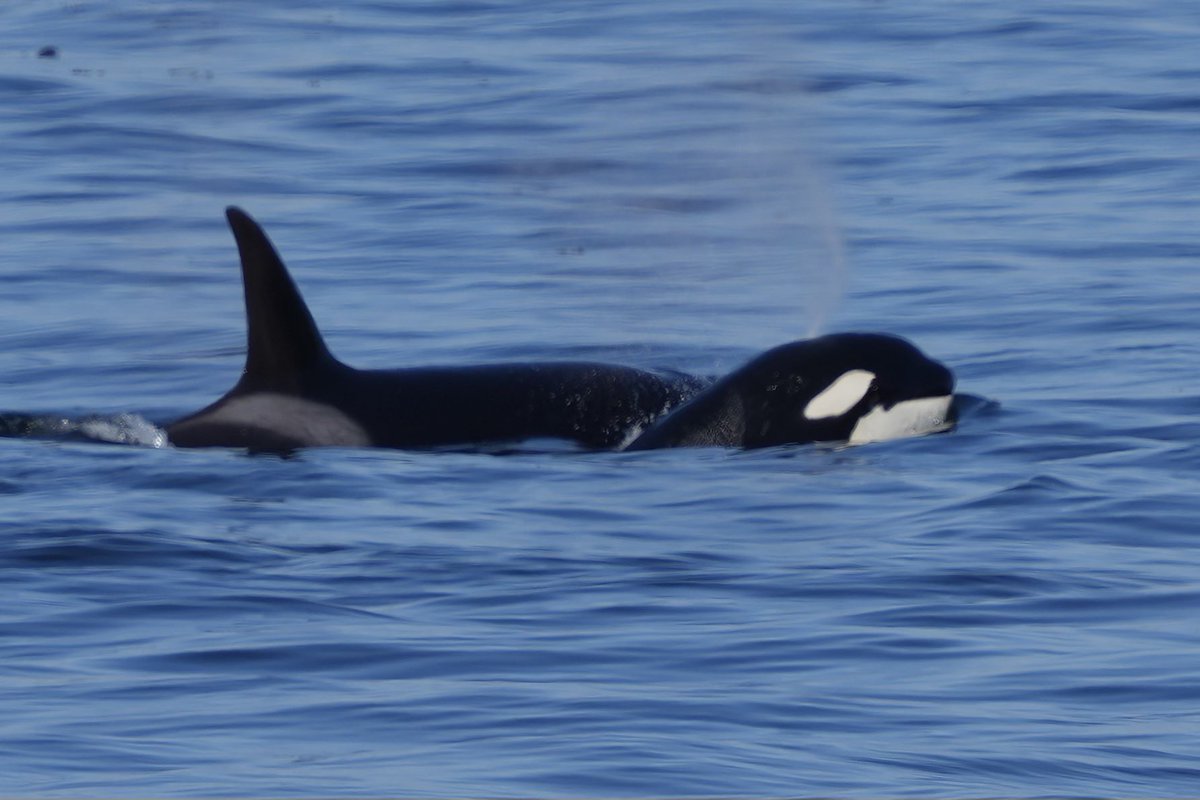 scottdurham's tweet photo. Another close encounter with J-pod just a few dozen yards offshore, including what looks like a wee one https://t.co/x7TkrsElm3