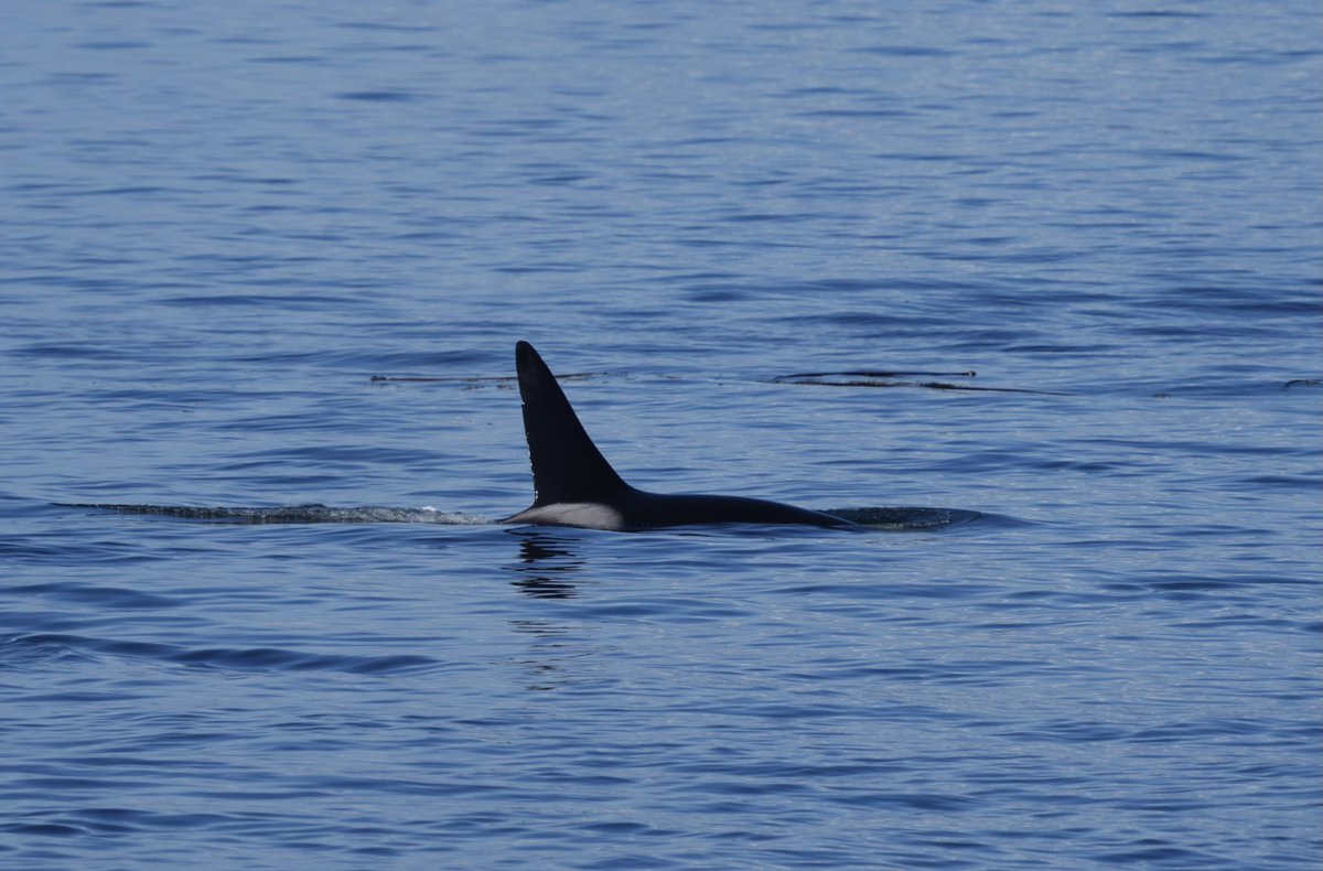 scottdurham's tweet photo. Another close encounter with J-pod just a few dozen yards offshore, including what looks like a wee one https://t.co/x7TkrsElm3