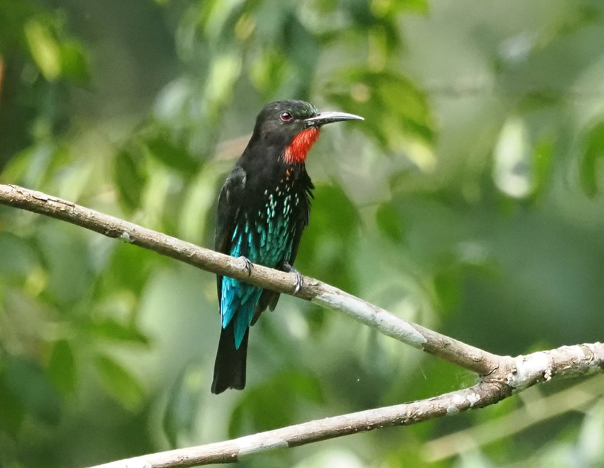 Black bee-eater, Kibale Uganda 11/8/22. #BirdsSeenIn2022