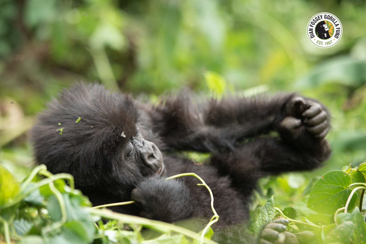 SavingGorillas's tweet photo. Who else wishes they could just sit back, relax, and play with their feet like Nshunguye does on this lovely Monday? #mountaingorillas #nature #conservation  

📸: Cedric Ujeneza https://t.co/5OURsGP2zF
