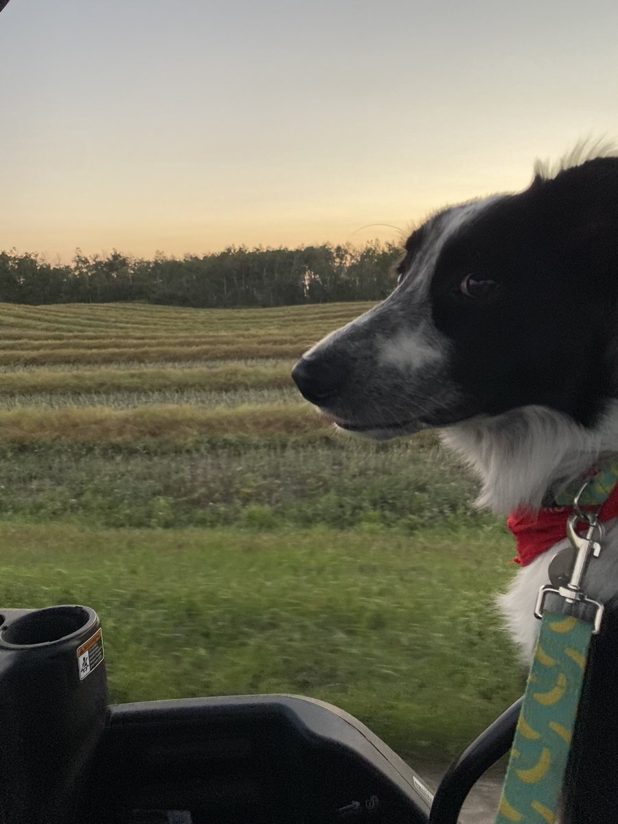 Just checking out the large plot Brevant canola trial ✨                            <a href="/CortevaCA/">Corteva Canada</a>                                             <a href="/CargillAgCanada/">CargillAgCanada</a>