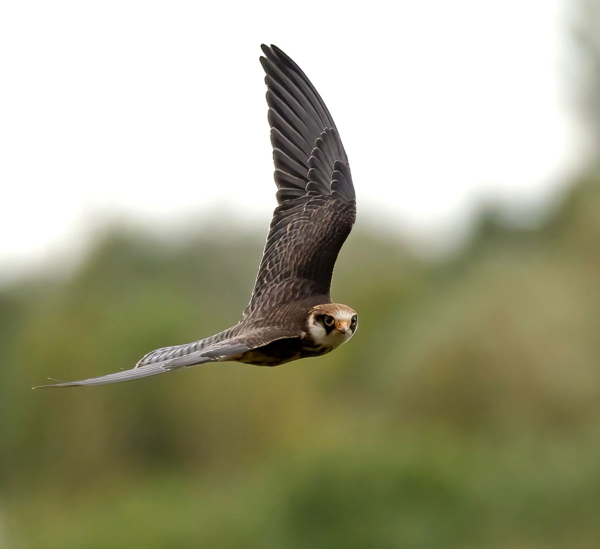 bobjstinger's tweet photo. After leaving the UK on the day the Red Footed falcon was found at Marton mere it was great to see it still there this morning . Pic by Alison! 192 for my Fylde year list , what a bird @FyldeBirdClub https://t.co/0Uj27jOjEK