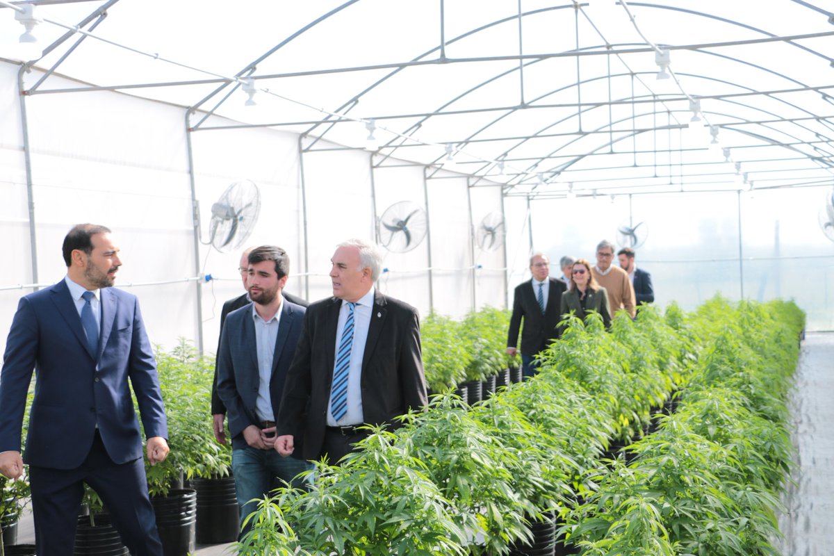 OmarLarrozaOk's tweet photo. Caá Cannabis🌿

En trabajo conjunto con el INTA, INTI, el Gobierno de #Jujuy y el Gobierno de #Corrientes, la #UNNE participa del proyecto #CaáCannabis, diseñado para potenciar la producción de cannabis con objetivos industriales y medicinales.

(1/2) https://t.co/K8QF6eLmG9
