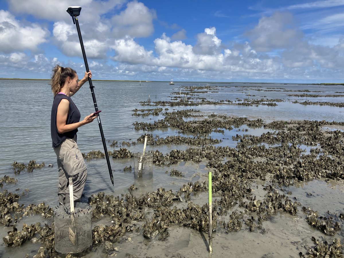 vcrlter's tweet photo. Fall classes started back up, but we're still out here collecting data! This past week grad students and staff were out surveying oyster reefs and barrier island vegetation. https://t.co/kNLQHMdj2n