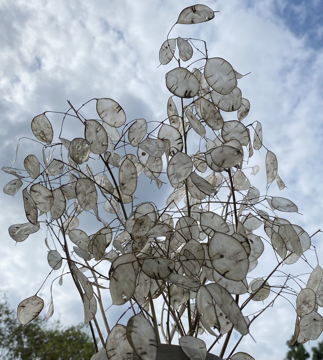 Honesty! One of my favourite autumnal seedpods. My grandmother had loads of honesty growing in her garden and I was always fascinated by the glowing, pale seedpods, like little moons… #SmallBeautiesHour