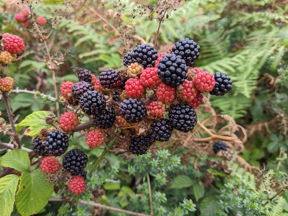 Blackberries! Looks like this is a good year for blackberries, with hedgerows loaded and berries ripening fast. What is your favourite blackberry recipe?  Please share, and see our article on foraging at cpreherts.org.uk/discover/a-fir…