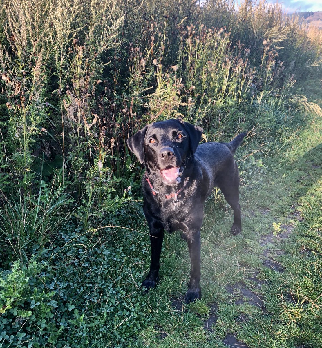 Nobody will ever persuade me that dogs don’t smile! 😍😍