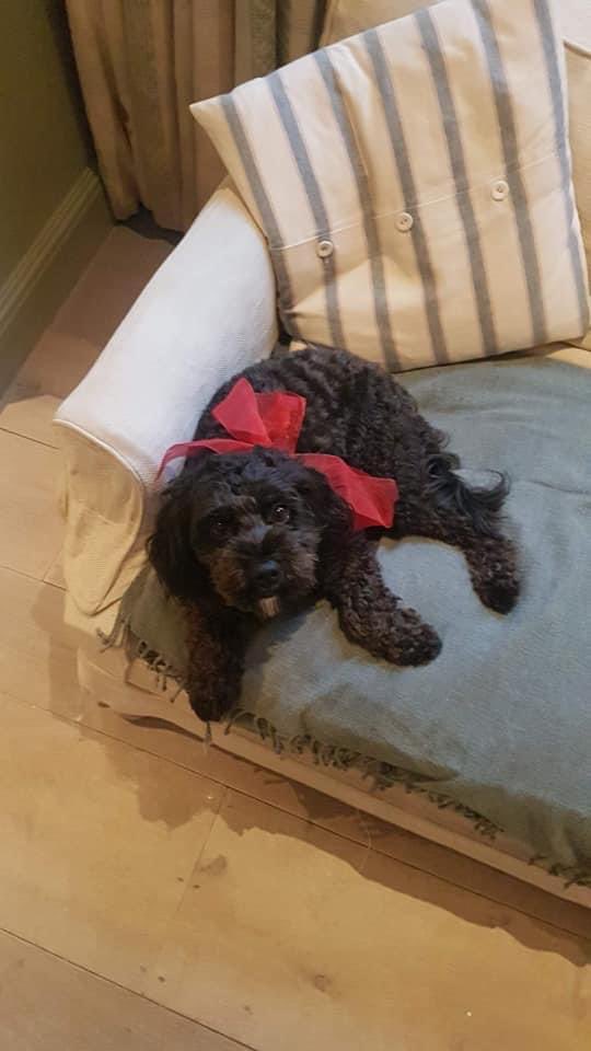 karensarah66's tweet photo. Beetle is beautiful isn’t she but she belongs to someone else who is frantically searching for her beloved girl. Do the right thing and get her home 🙏🏻🐾 #missingtoolong @bs2510 @DogTheftCrisis @Number1essexgir @HelpFindThem14 @lisaphipps15 @PcsharonPage @petsreunited @rosieDoc2 https://t.co/yVrWTmmCZx