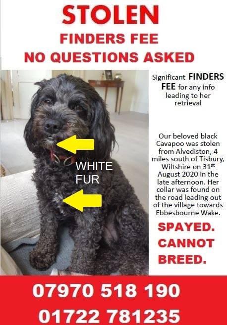 karensarah66's tweet photo. Beetle is beautiful isn’t she but she belongs to someone else who is frantically searching for her beloved girl. Do the right thing and get her home 🙏🏻🐾 #missingtoolong @bs2510 @DogTheftCrisis @Number1essexgir @HelpFindThem14 @lisaphipps15 @PcsharonPage @petsreunited @rosieDoc2 https://t.co/yVrWTmmCZx