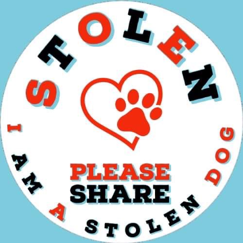 karensarah66's tweet photo. Beetle is beautiful isn’t she but she belongs to someone else who is frantically searching for her beloved girl. Do the right thing and get her home 🙏🏻🐾 #missingtoolong @bs2510 @DogTheftCrisis @Number1essexgir @HelpFindThem14 @lisaphipps15 @PcsharonPage @petsreunited @rosieDoc2 https://t.co/yVrWTmmCZx