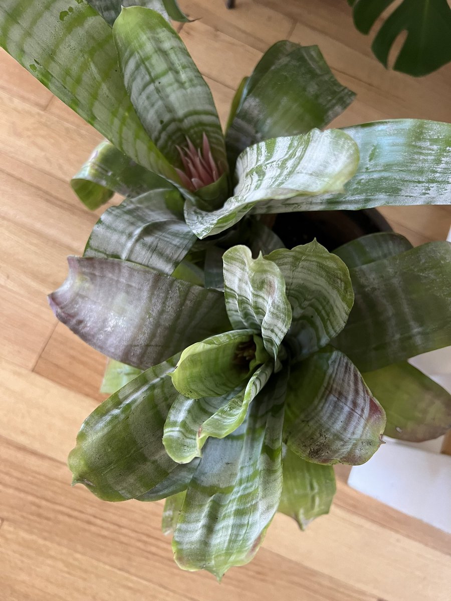 Carol 🦒 tweet media