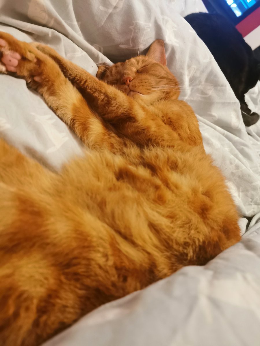 Worrying times for #iampablocat please send positive vibes in his general kitty cat direction.