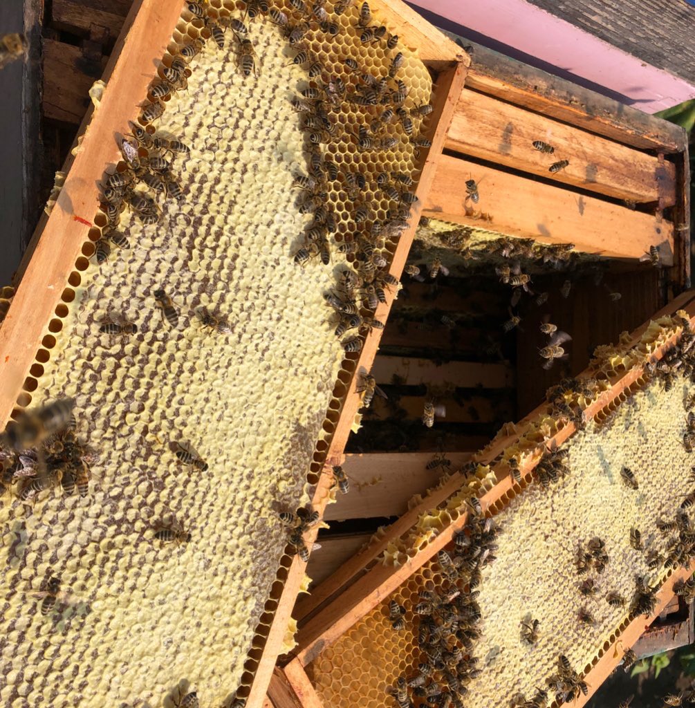 poruciMed's tweet photo. Poštovani, sutra (06.09.) vršimo dostavu meda u Beogradu. 🚙 Javite nam se u DM 📬 i vidimo se na vašoj adresi. 🍯 Lep pozdrav, Božidar https://t.co/6oozJ8Cz4I