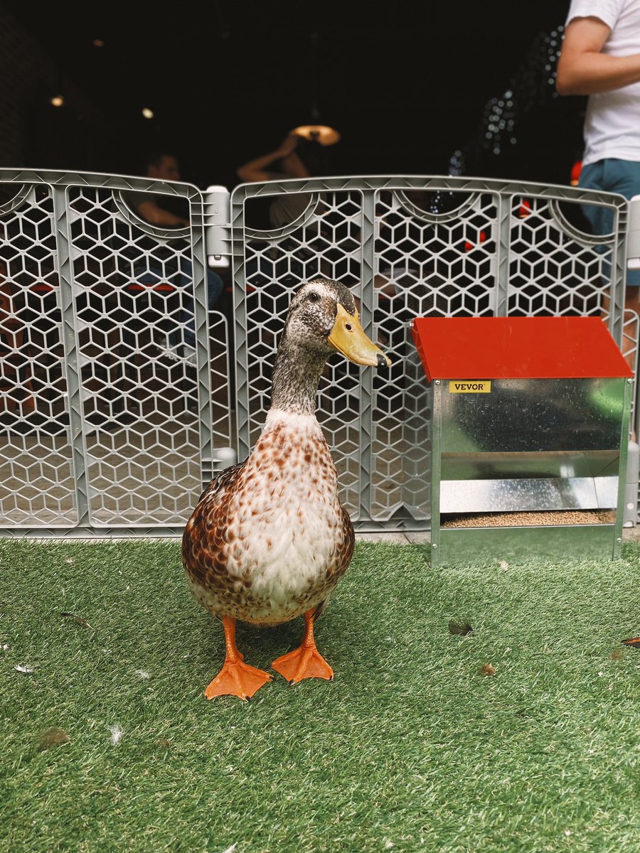 ope_adam's tweet photo. @jellyfishven0m Saw ducks at a brewery yesterday. https://t.co/2QE5FtvK1T