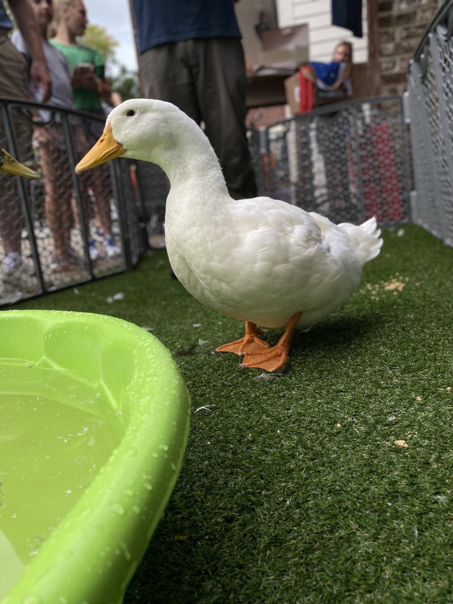ope_adam's tweet photo. @jellyfishven0m Saw ducks at a brewery yesterday. https://t.co/2QE5FtvK1T