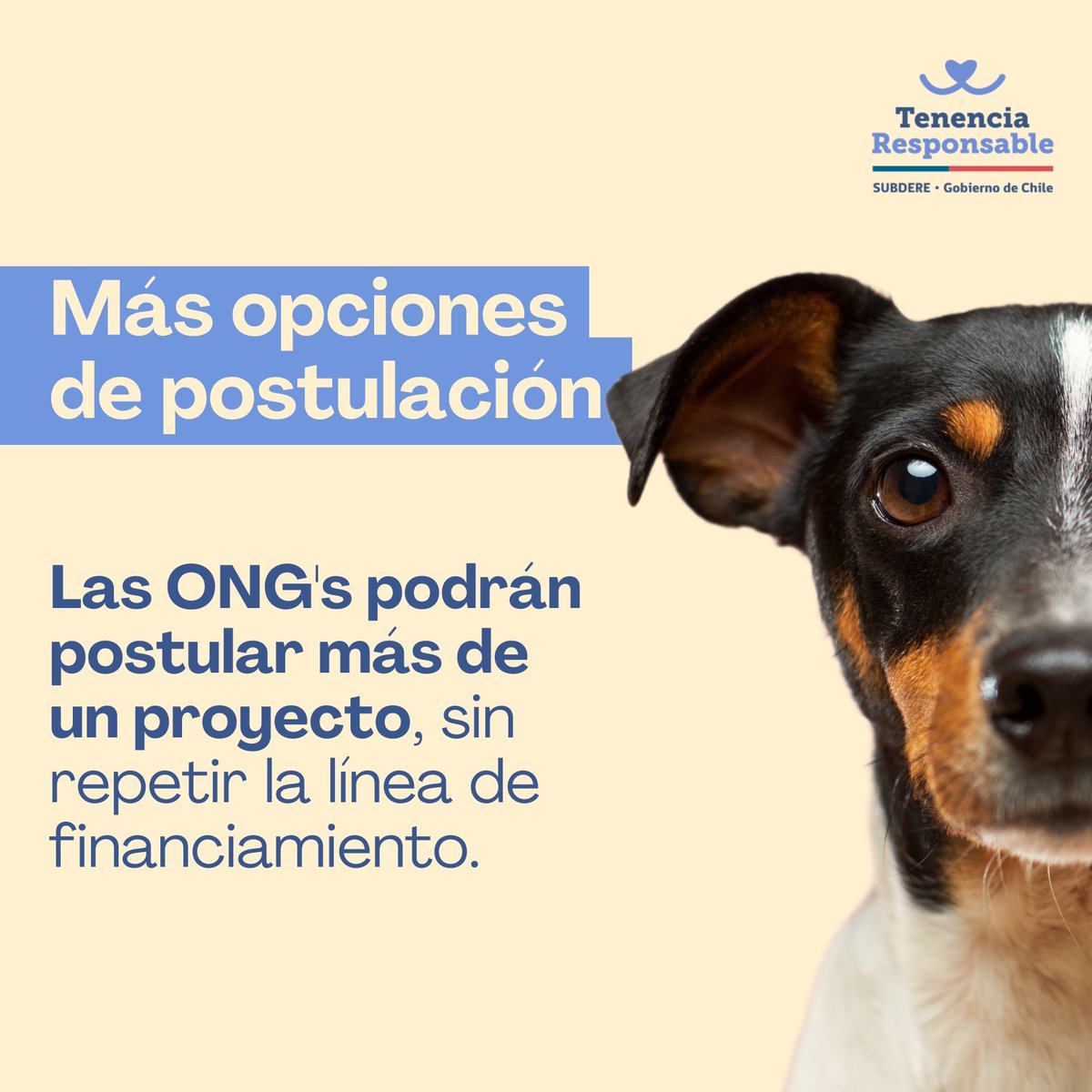 MascotaGob's tweet photo. 📢Atención ONG's de bienestar animal🐾
Reforzamos nuestro compromiso por apoyar su labor🤝
✅Extendimos las postulaciones hasta el lunes 12 de septiembre.
✅Aumentamos el número de proyectos a postular.

Revisa los nuevos términos de postulación🔗https://t.co/Hpqf8dLcNp https://t.co/Yw7ZP81frX