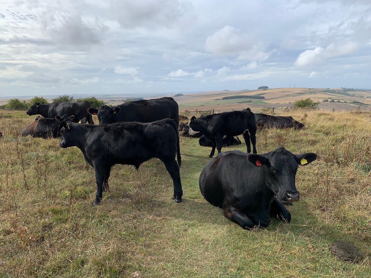Some of our friends on the walk today #gjwalks #wessexridgeway