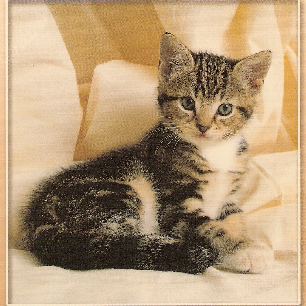 Relecture's tweet photo. #chat #chaton https://t.co/c2zDnbXWJR