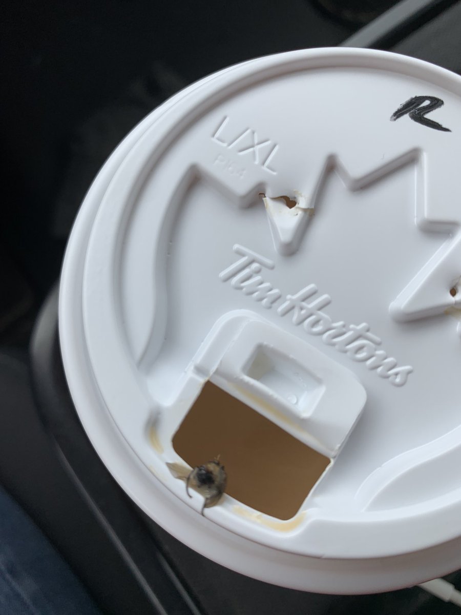 hawkwired's tweet photo. Hello @TimHortons wtf 😬 🤮 #timsrewards #freeinsects https://t.co/9MabcW054W