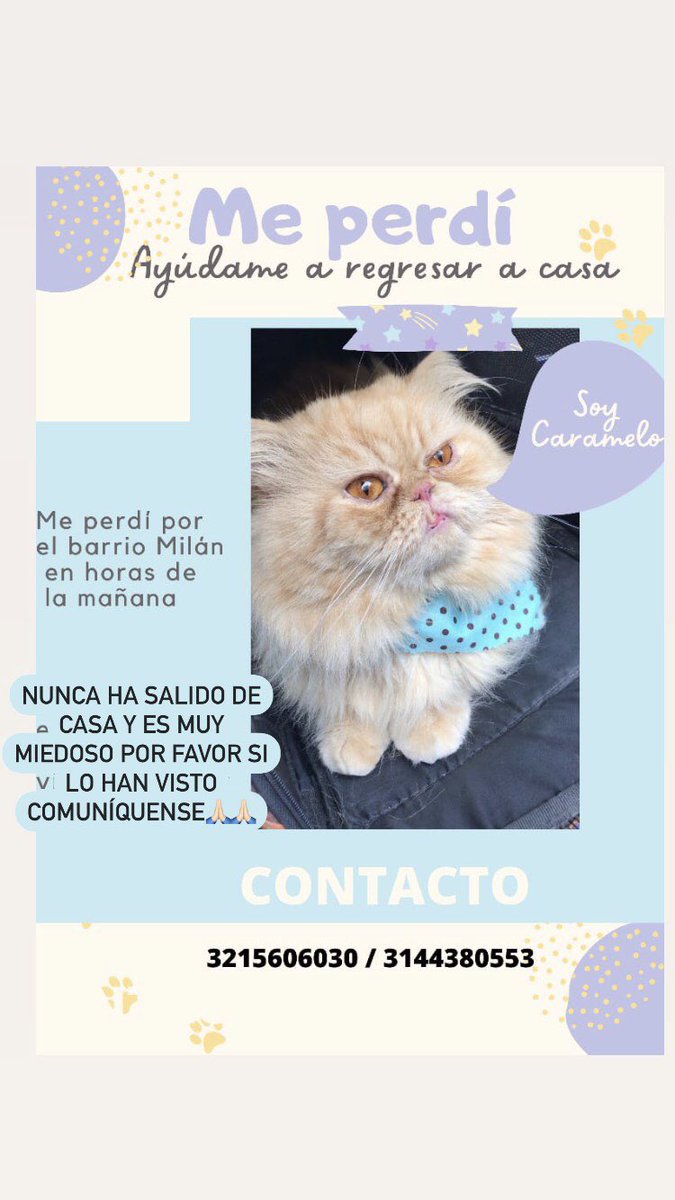 ManuelaMTaba's tweet photo. Por favor ayúdenme a encontrar a caramelo, es un gatico muy dócil y asustadizo, no sabemos cómo salió de la casa pero nunca lo había hecho😭😭😭😭😭, RT POR FAVOR‼️‼️‼️‼️ https://t.co/4X5eZCXeyT