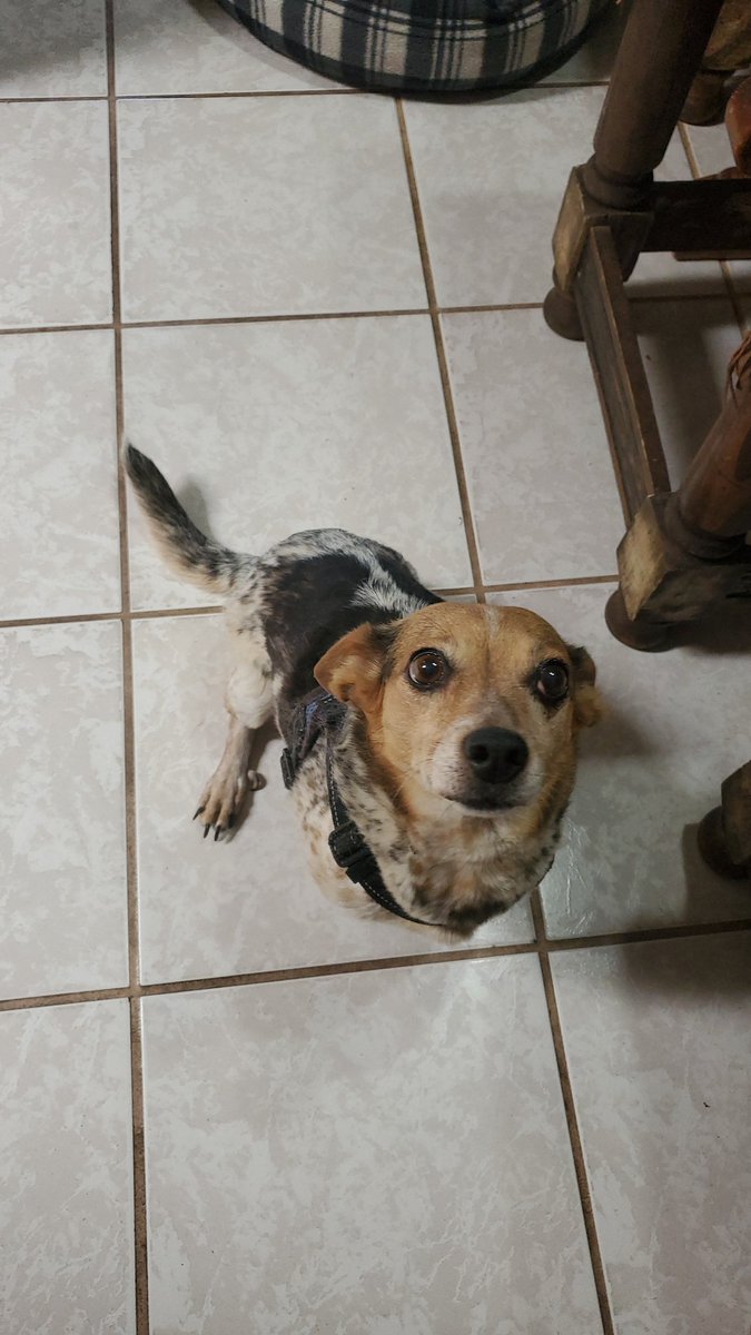 azspike1961's tweet photo. Found this sweet girl at 36th/La Cholla evening of 9/3.  Looking for her owners. #whatsaptucson
 @whatsuptucson #lostpet #foundpet https://t.co/ctLMbqZICS