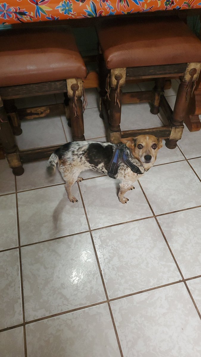azspike1961's tweet photo. Found this sweet girl at 36th/La Cholla evening of 9/3.  Looking for her owners. #whatsaptucson
 @whatsuptucson #lostpet #foundpet https://t.co/ctLMbqZICS