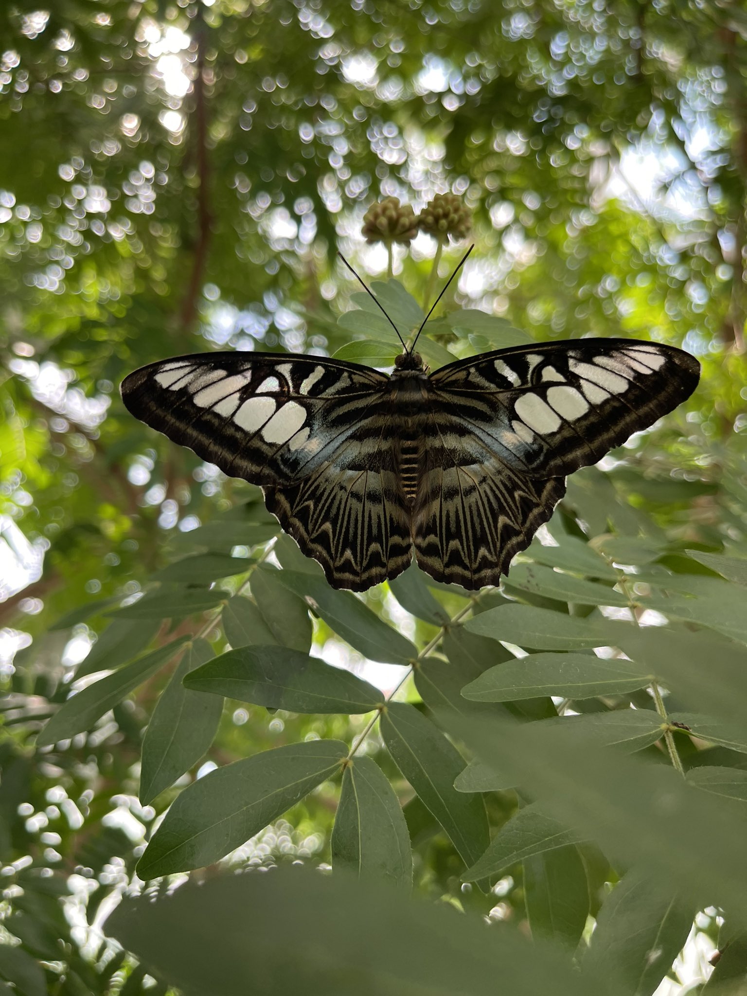 TW Pornstars - Venus O' Rickmon. Twitter. Went to the butterfly garden today at Lewis ginter 🥹