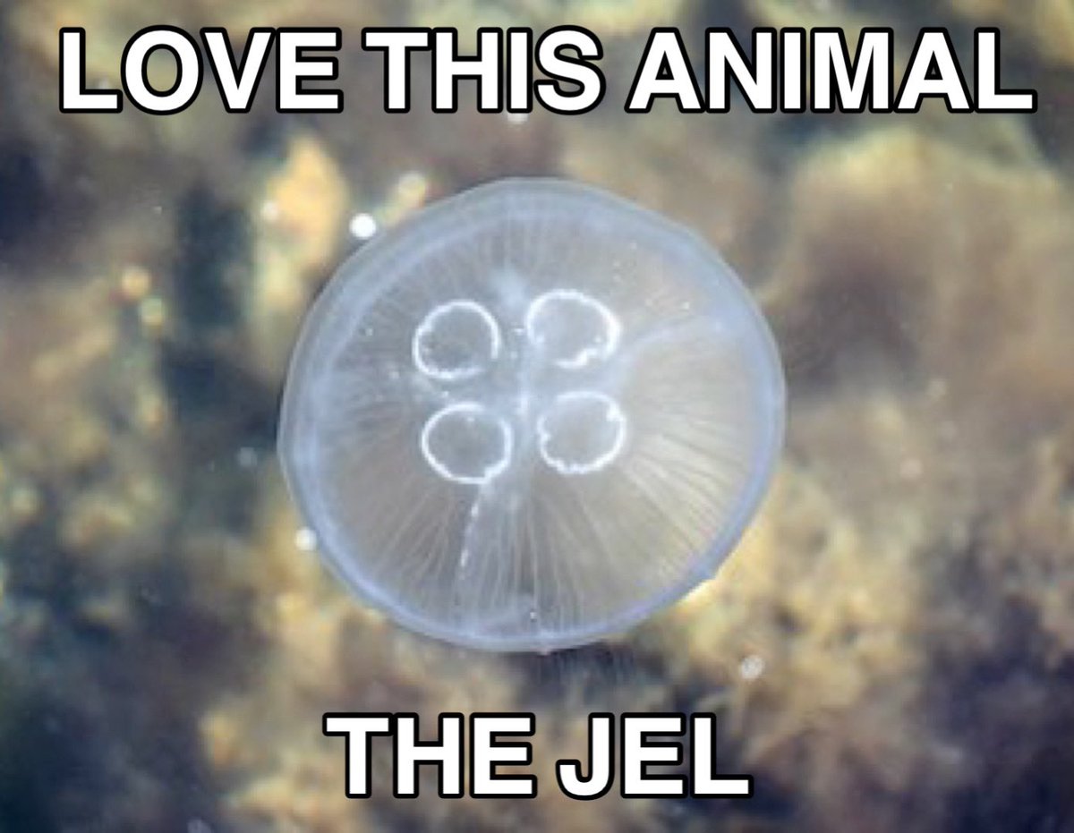 aqualuvsuotd's tweet photo. the jel ! https://t.co/N5Btm9yOlO