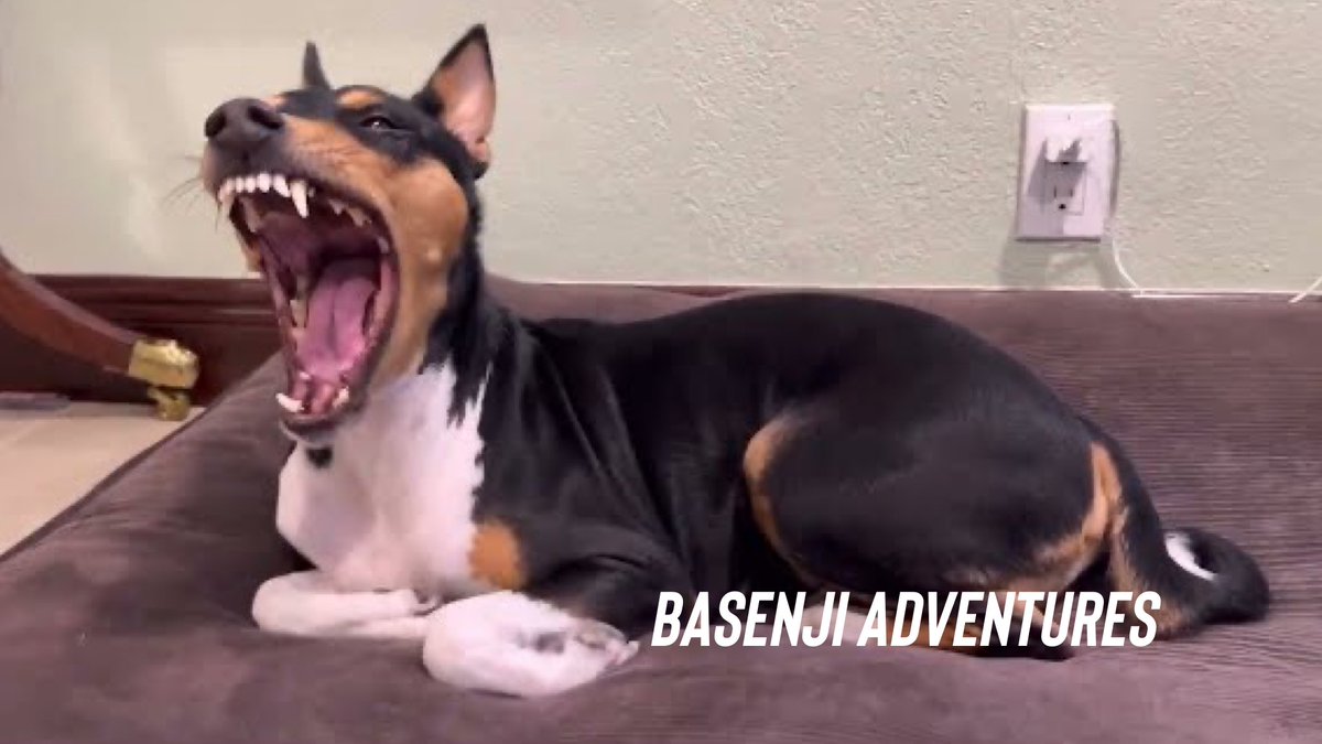 BasenjiAdvnturs's tweet photo. Basenji Dog Steals The Spotlight!
https://t.co/B0Mi2vXUHv
#dog #BasenjiAdventures #dogsoftwitter #basenji #barkless #DogOfTheDay #YouTube #vlog https://t.co/nQZMGbNwoS