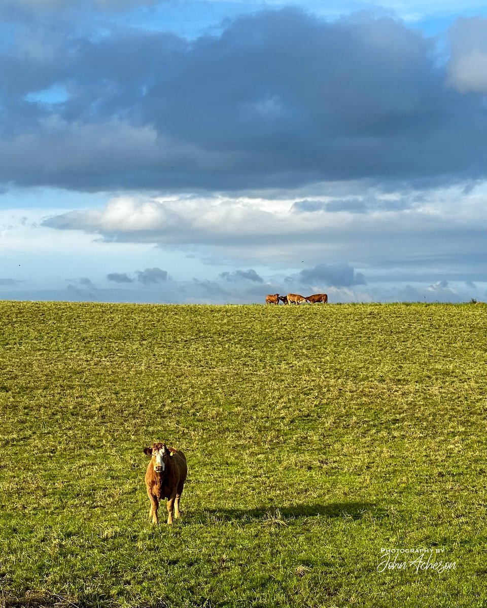 john_boy24's tweet photo. I’m going to call this on Boris, outstanding in his field. #Boris #loneliness #PrimeMinister #newchapter https://t.co/W3lVH6jURm
