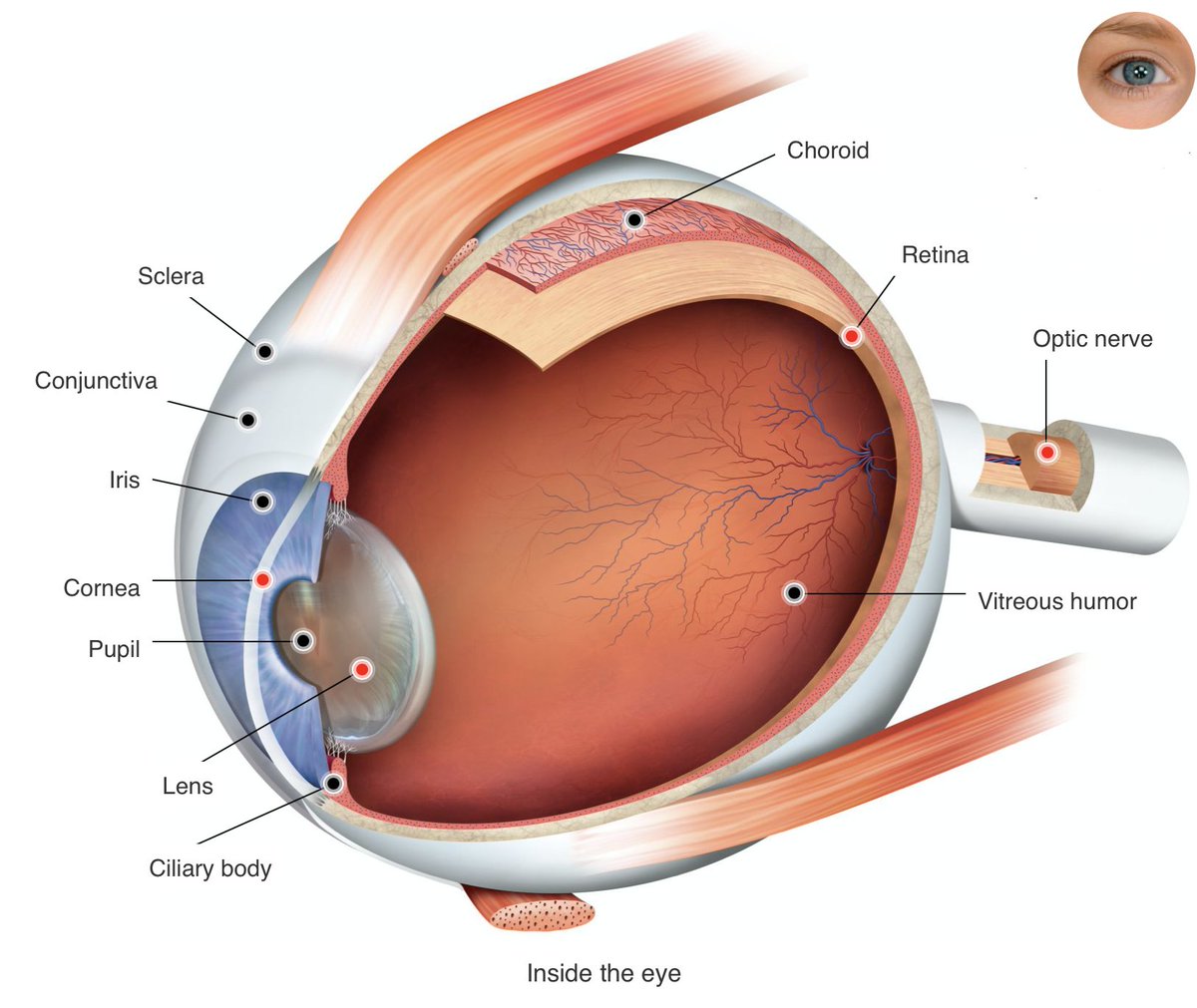 EasyasPlay's tweet image. Did you know that your eye tells information to your brain using the optic nerve? The optic nerve takes signals from the back of your eye to the visual area in your brain! 

#utkbiobox #easyasplay #eye #senses
@ederry1 @UTK_EEB @UTKHerbarium @VolsTeach 

dkfindout.com/us/human-body/…