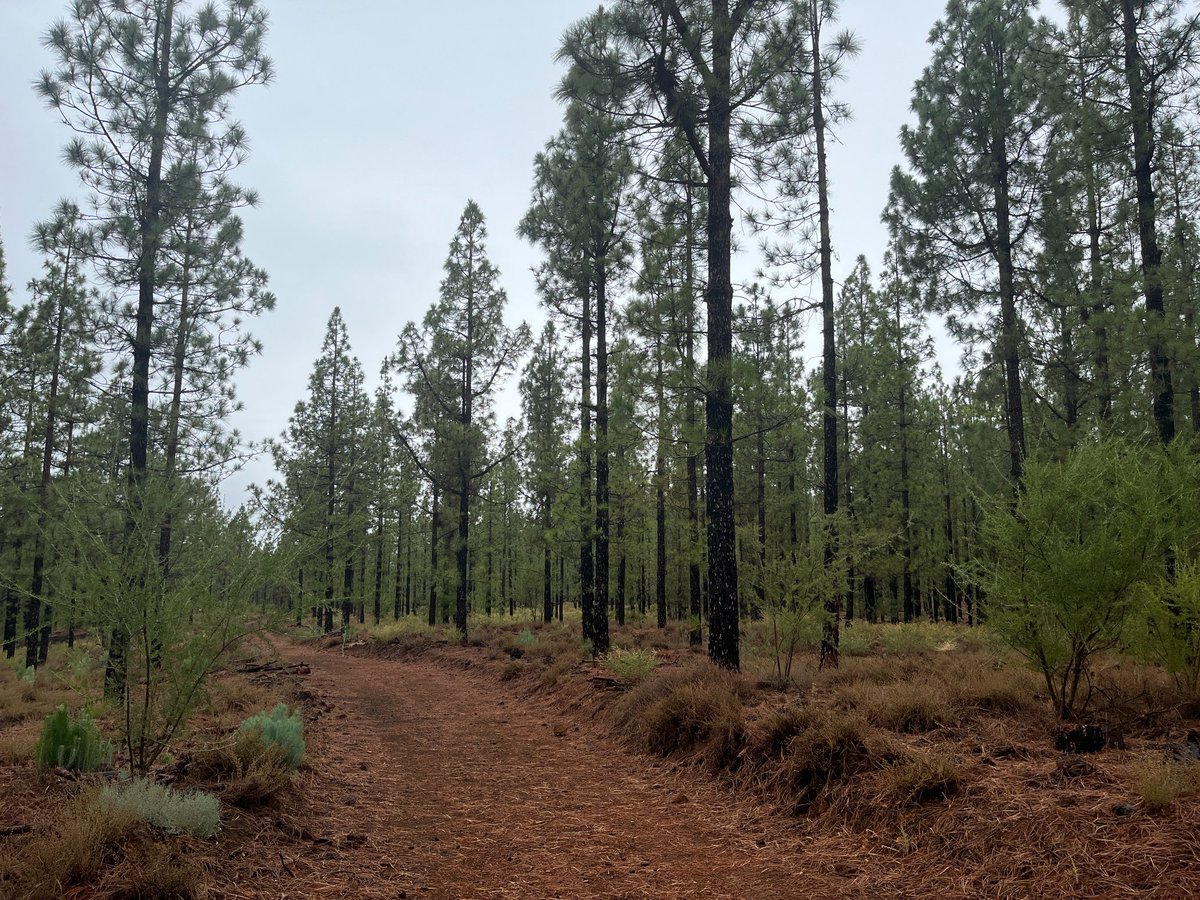 Fire proof trees? The Canary Pine, found only on the Canary Islands, has extremely thick bark that makes it fireproof, allowing it to survive raging wildfires! The picture below shows pines with burnt black bark, but their green leaves show they're still alive! <a href="/GeoIntern/">GeoTenerife Summer Programme</a>