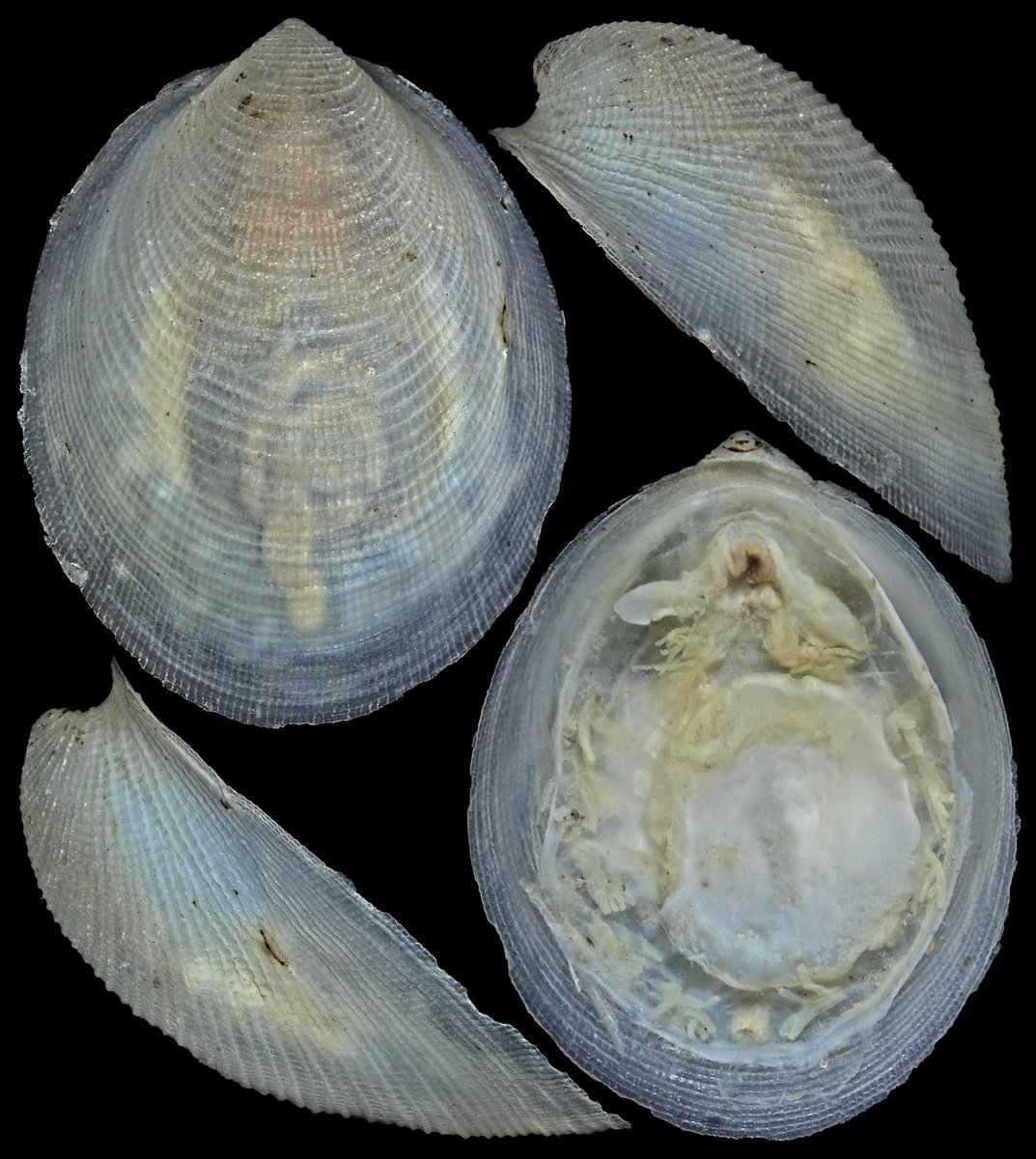 squamiferum's tweet photo. A super exciting find from our #AleutBio expedition — a mythical “living fossil” monoplacophoran! From 6465 m deep in Aleutian Trench and tentatively IDed as Veleropilina oligotropha, previously known from Central Pacific. 5.4 mm length.
Original photos by @sigwartae
@LOEWE_TBG https://t.co/jXoa9OF4qi