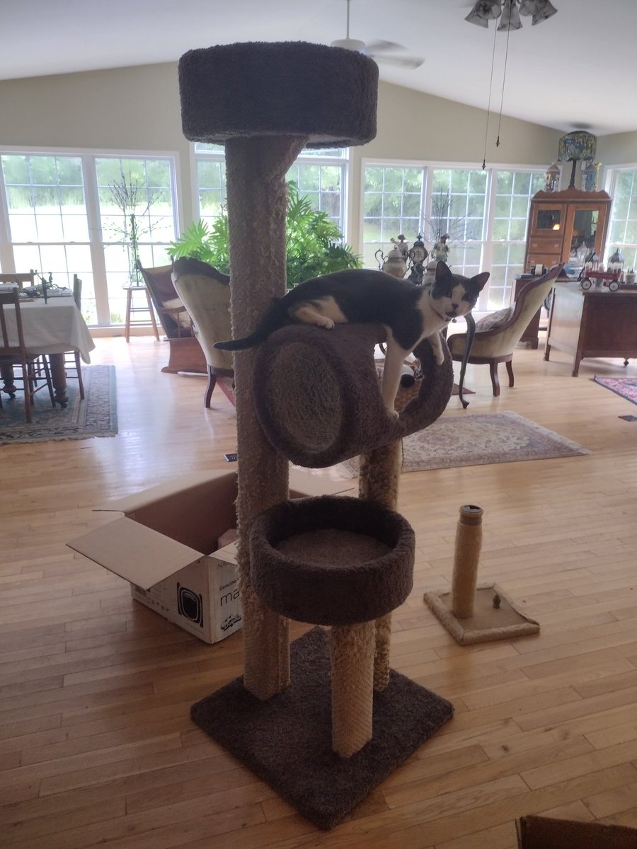 Daphne26192948's tweet photo. Some friends of ours gave us this kitty tower for Grayson. He loves it!!!! He plays until he can't go any longer and then he climbs to the top to take a nap. ❤️ #Kittytower #Grayson #Funtimes https://t.co/eGfOjzEH4o