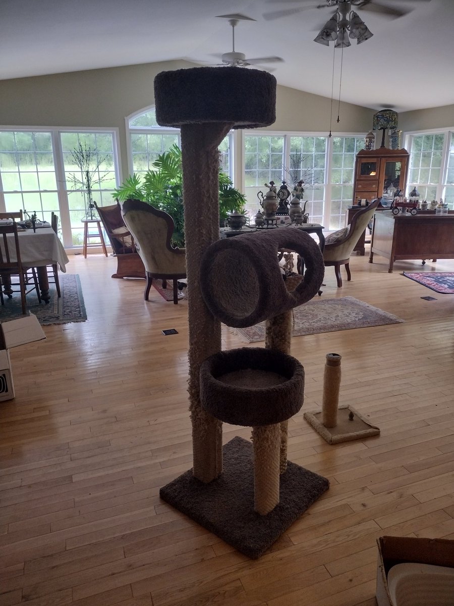 Daphne26192948's tweet photo. Some friends of ours gave us this kitty tower for Grayson. He loves it!!!! He plays until he can't go any longer and then he climbs to the top to take a nap. ❤️ #Kittytower #Grayson #Funtimes https://t.co/eGfOjzEH4o