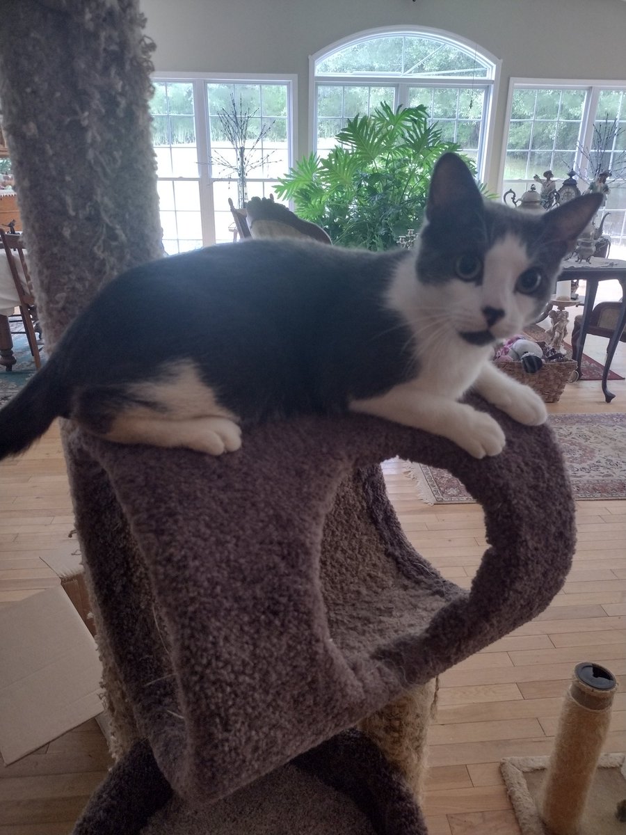 Daphne26192948's tweet photo. Some friends of ours gave us this kitty tower for Grayson. He loves it!!!! He plays until he can't go any longer and then he climbs to the top to take a nap. ❤️ #Kittytower #Grayson #Funtimes https://t.co/eGfOjzEH4o