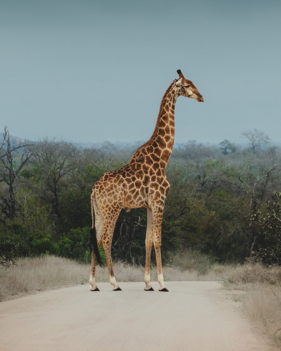 Kate Newman on Twitter "Giraffe have the same number of vertebrae in