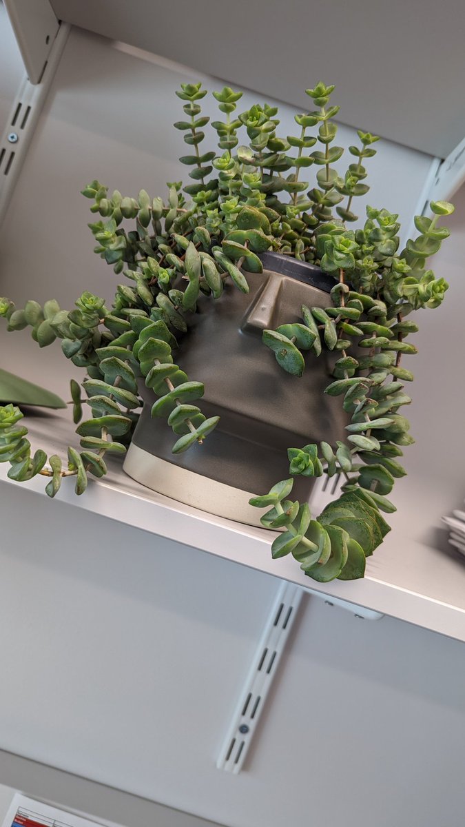 Mrs_Aylett's tweet photo. The plants are in place in my office. It's definitely got a little more life in the space now and has made it a much happier place to work #officeplants #workspace #littlethings https://t.co/IdcWatBDzs