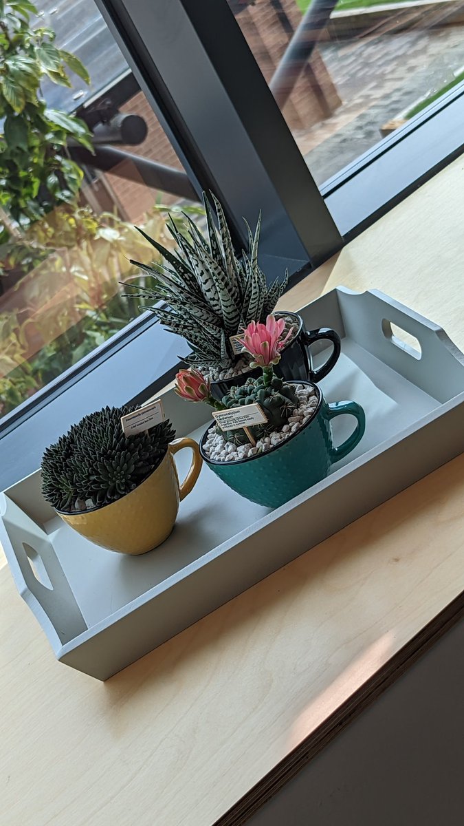 Mrs_Aylett's tweet photo. The plants are in place in my office. It's definitely got a little more life in the space now and has made it a much happier place to work #officeplants #workspace #littlethings https://t.co/IdcWatBDzs