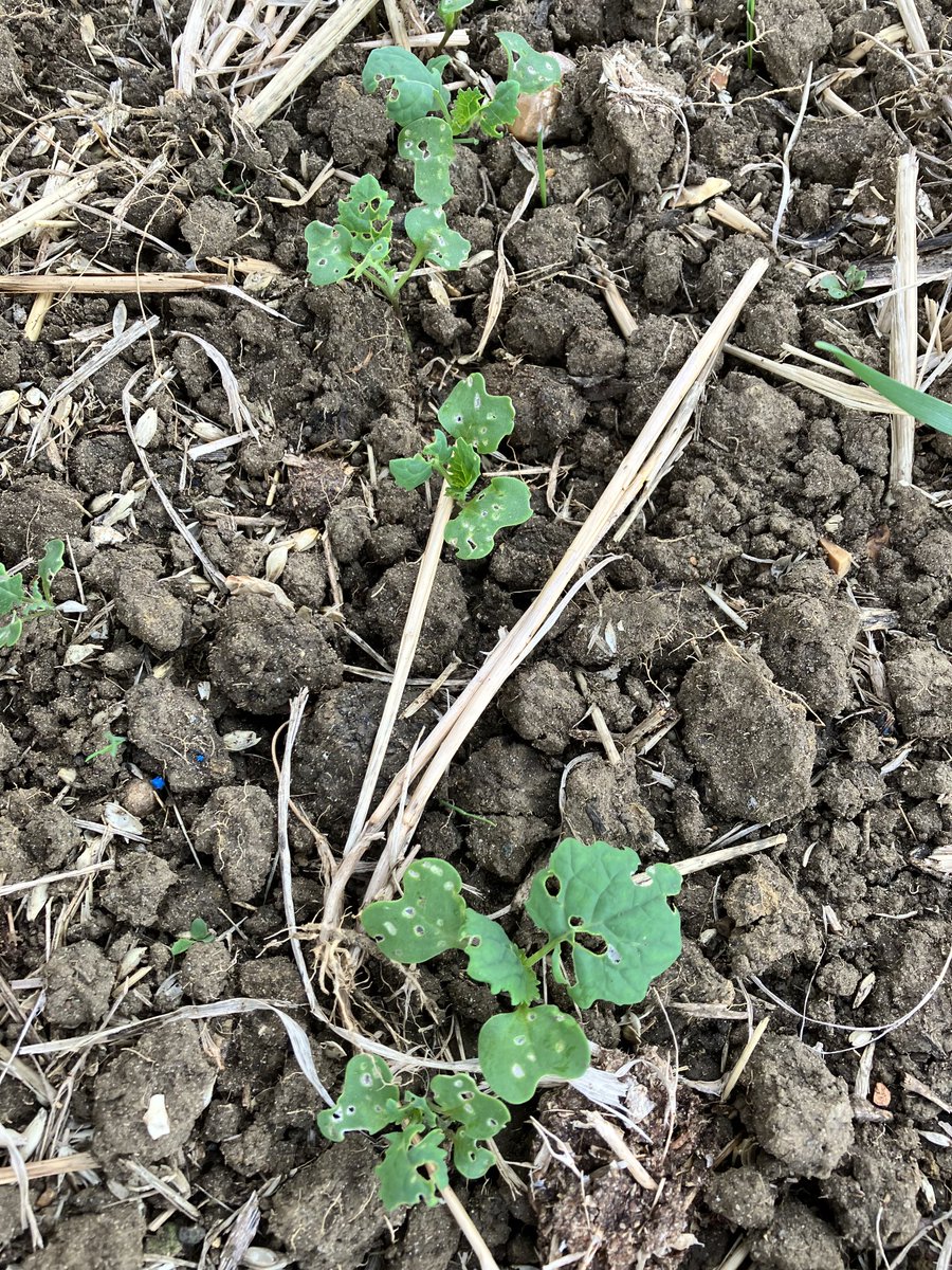 Great to see ⁦<a href="/cabbagestemflea/">Flea Beetle</a>⁩ has arrived and brought his mates #osr