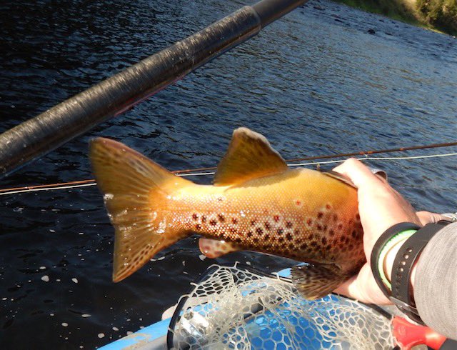 Bugslapping's tweet photo. Big hole has been in great shape the last few weeks, low flows and longer nights have allowed it to cool off the and the fish have been responding in the am. Few more hot ones ahead then hopefully fall will come https://t.co/lbryhDFuTB