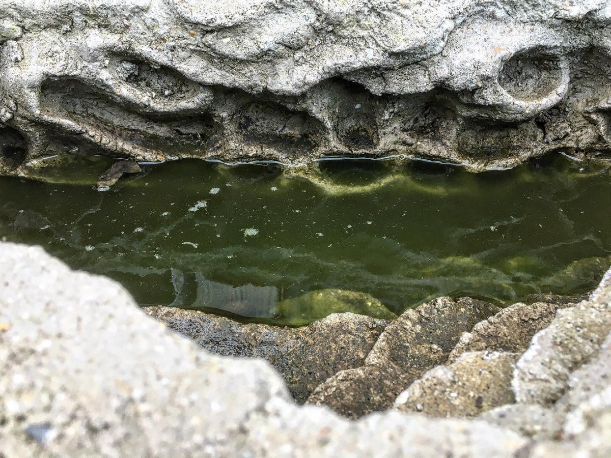 ArtecologyDept's tweet photo. Design complexity, a hallmark of the @artecologydept way.
#art #science #rugosity #ecoengineering #isleofwight #iwbiosphere #biodiversitynetgain #civilengineering #coastaldefence #sealevelrise #climatechange https://t.co/zobWzpIXcp
