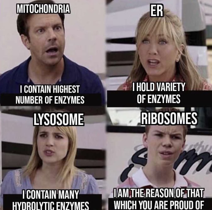 Ribosome4VP's tweet photo. No ribosomes = no protein = no enzymes = unhappy organelles = NO LIFE #MHSOrganelleVote2022 https://t.co/bmqeWHKxEy
