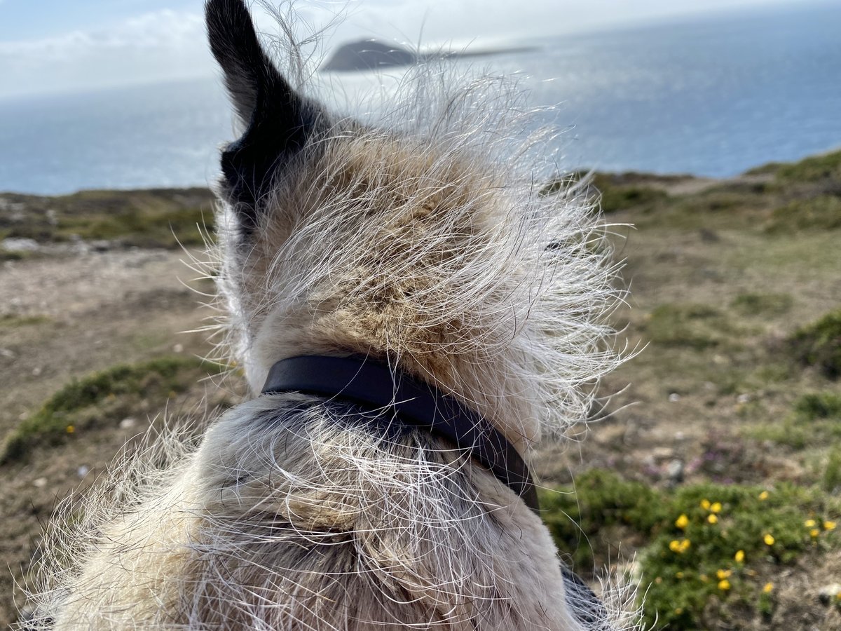 Fraggle_YT's tweet photo. @Rubyscout2 @lyndaward5 Aw I found your photo! Thanks for the heads up on #btposse ! Phoebe is having a lovely holiday still 😊 https://t.co/73CEpwCeIe