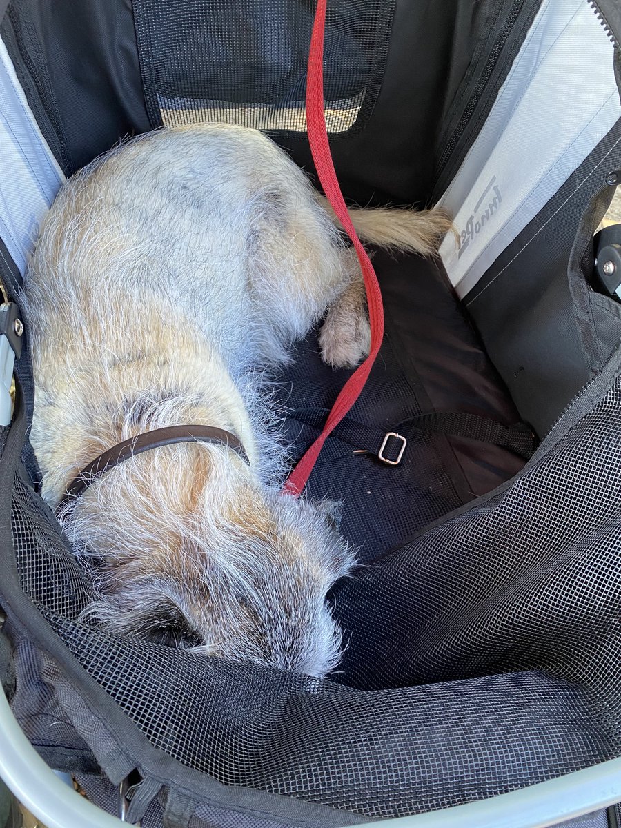 Fraggle_YT's tweet photo. @Rubyscout2 @lyndaward5 Aw I found your photo! Thanks for the heads up on #btposse ! Phoebe is having a lovely holiday still 😊 https://t.co/73CEpwCeIe