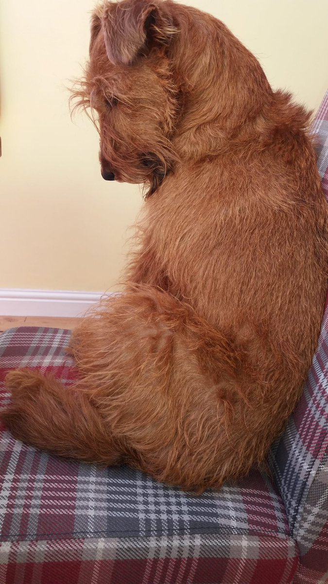 Another hard day playing with the little human, just sat on this chair im not meant to be on and had 40 winks, dont think anyone noticed!🐕🇮🇪💤