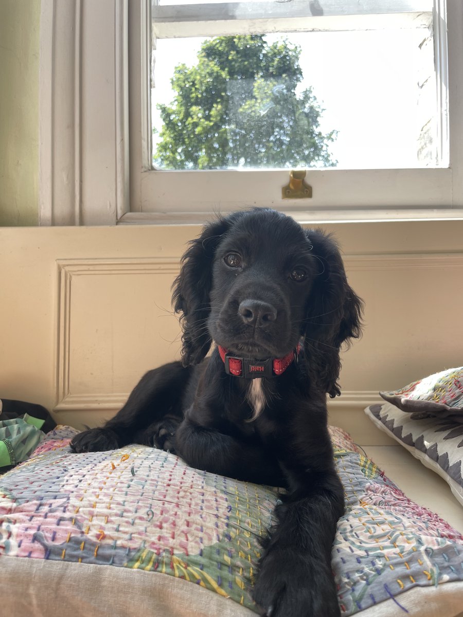 I know- he looks lovely. But our dog has just learnt to fart. This is a DISASTER. 
Anyone would think he's vegetarian.