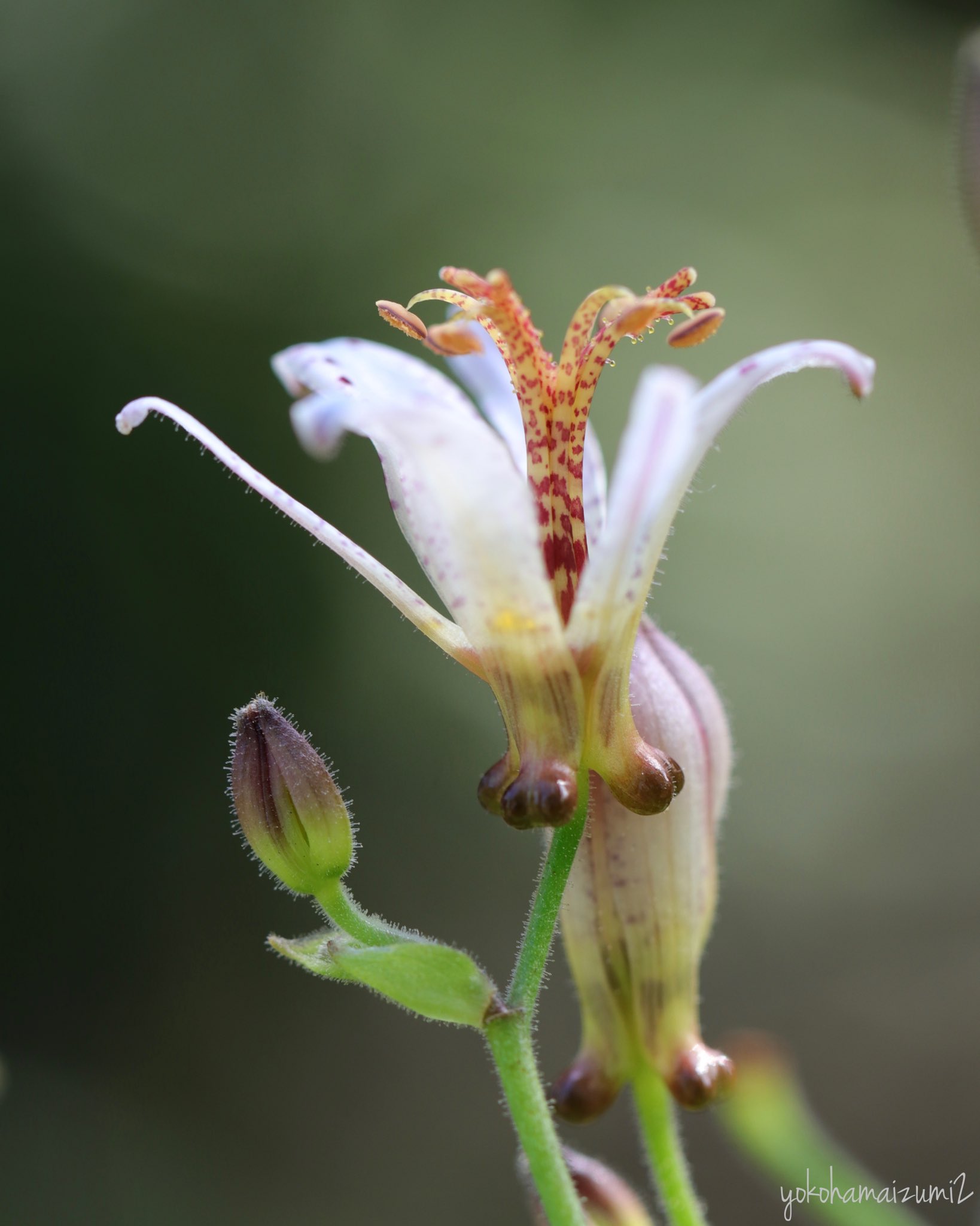 ホトトギス Twitter Search Twitter